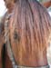 8_323_Stallion