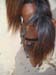 8_325_Stallion