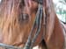 8_327_Stallion