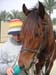 8_330_Hortense