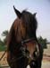 8_338_Stallion
