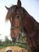 8_339_Stallion