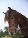 8_340_Stallion