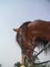 8_341_Stallion