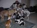 8_347_Dogpile
