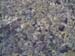 9_368_Nicefish