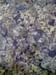 9_369_NiceFish