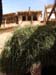 a_418_Burningbush