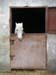 c_531_MoradsStable