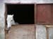 c_532_MoradsStable