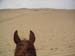 c_537_desertride