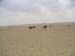 c_539_desertride