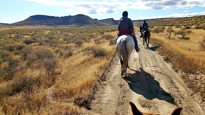 Horses on Trail