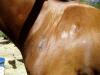 The stitches on Roxanne's horse. It hasn't bothered him so hope he makes it thru the ride Saturday! (fingers crossed)