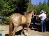 George from another angle. Becky said that while she is not sleeping Friday night before the ride she will be thinking about pacing and riding the ride and seeing the georgious trail.