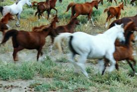 Running Horses