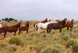 Mares & Foals