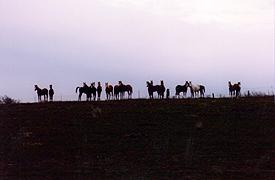 Yearlings