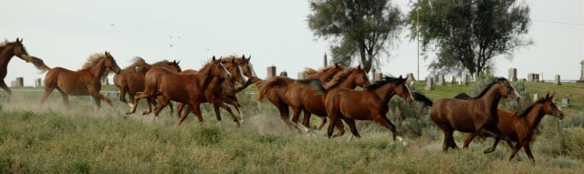 Vangilder Arabians